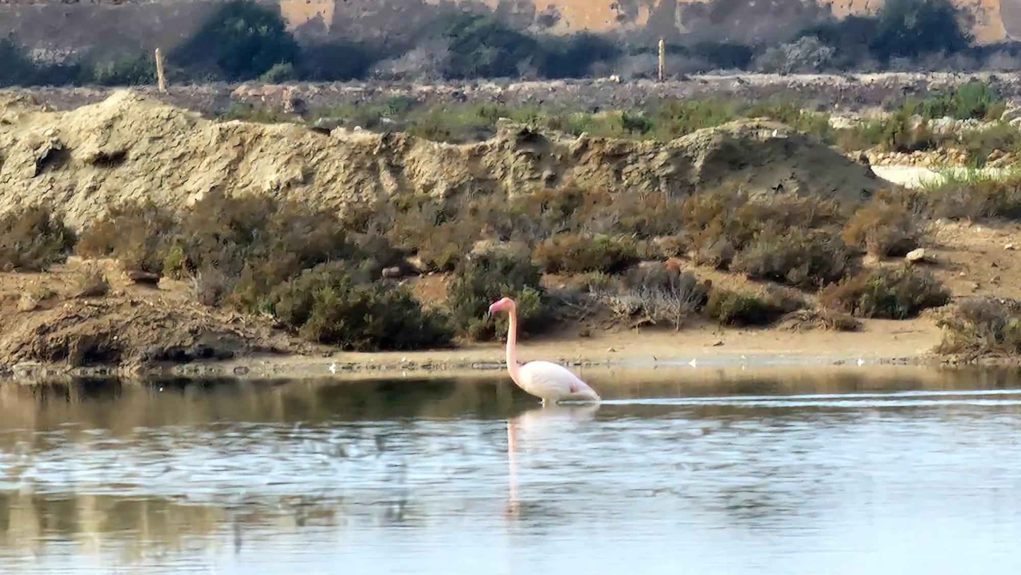 Flamingos View Apartment In Cabo De Gata El Pozo del Cabo エクステリア 写真